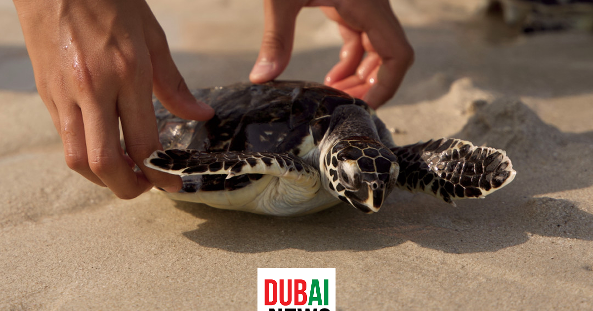 7 Things to Do in Dubai That Cost Absolutely Nothing 7 Things to Do in Dubai That Cost Absolutely Nothing